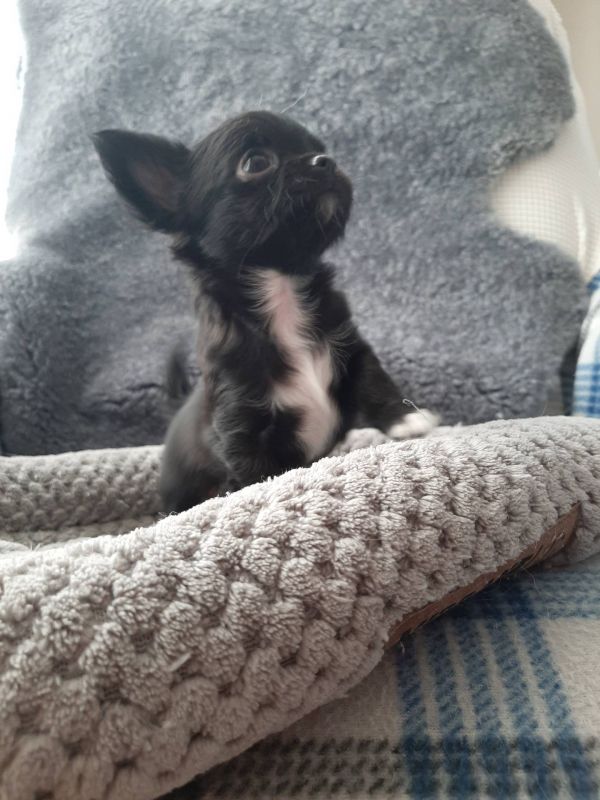 Chihuahua cuccioli introvabili cuccioli di Chihuahua intelligenti E-MAIL  (marieiris783@gmail.com)