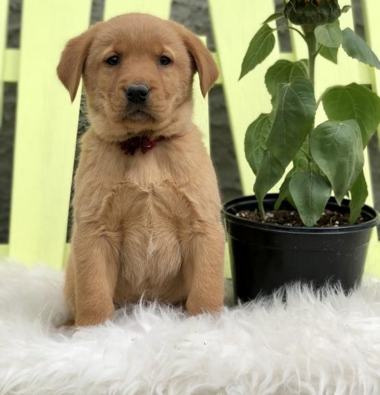 Regalo Cuccioli di Golden retriever in pronta consegna i cuccioli verranno Dato dopo 90 giorni dalla