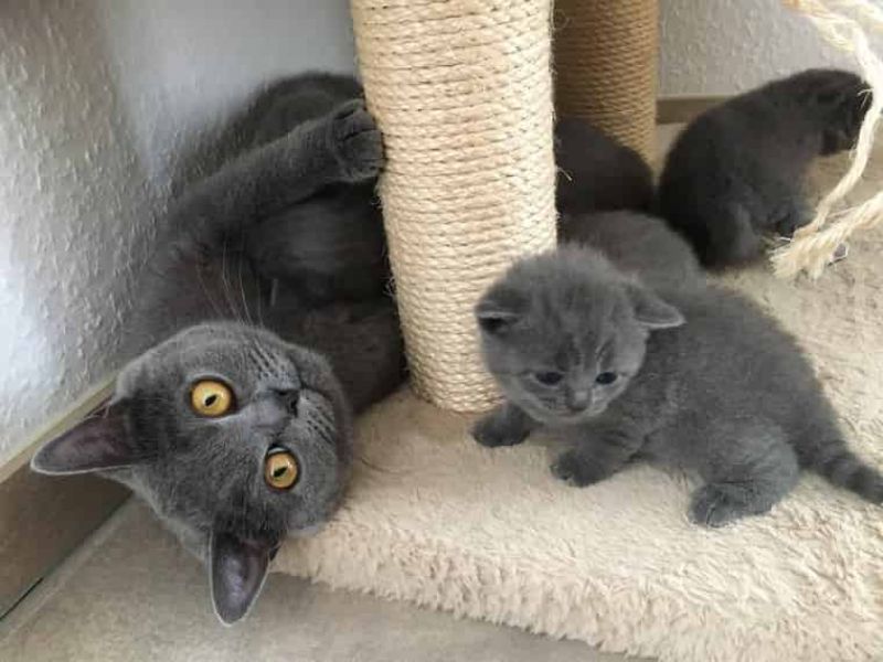 Regalo British Shorthair gattini