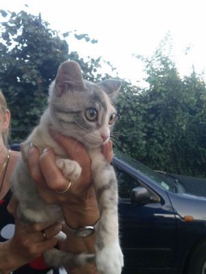 Mina gattina silver cerca famiglia