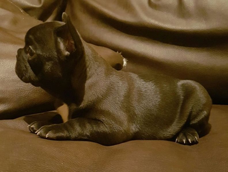 Regalo Bulldog inglese cuccioli disponibili