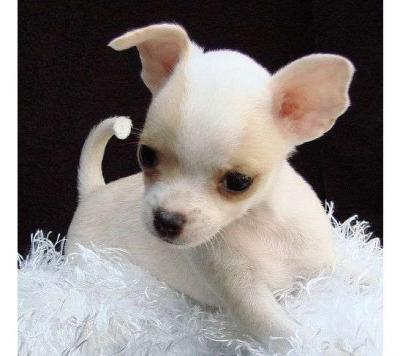 CHIHUAHUA ITALIANI CON PEDIGREE.regalo