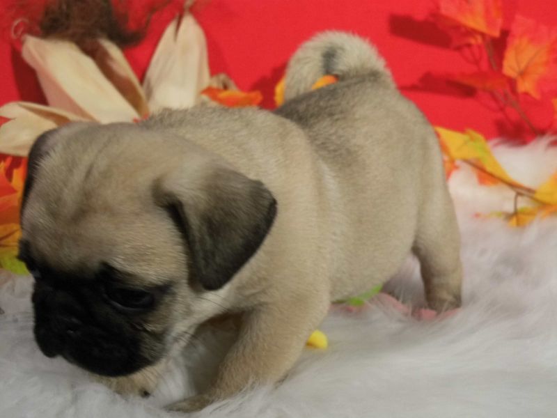 !!!CARLINO cuccioli!!!
