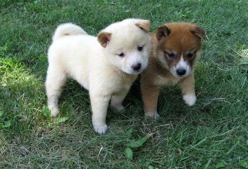 Simpatici cuccioli Shiba Inu per la nuova casa