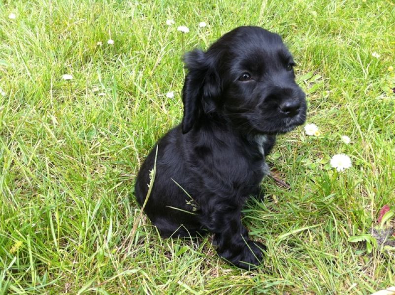 Adorabili cuccioli di cocker spaniel femminucce e maschietti disponibili per l'adozione gratuita