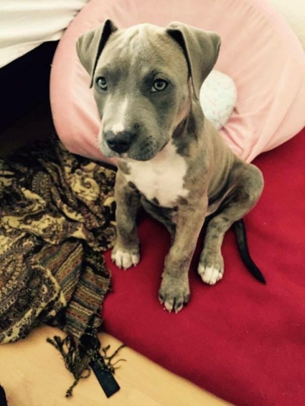 Cuccioli di pitbull  ( gratis)