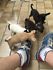  Regalo chihuahua mini toy tutti miei nati in casa da genitori sempre di mia propriet� e tranquillam