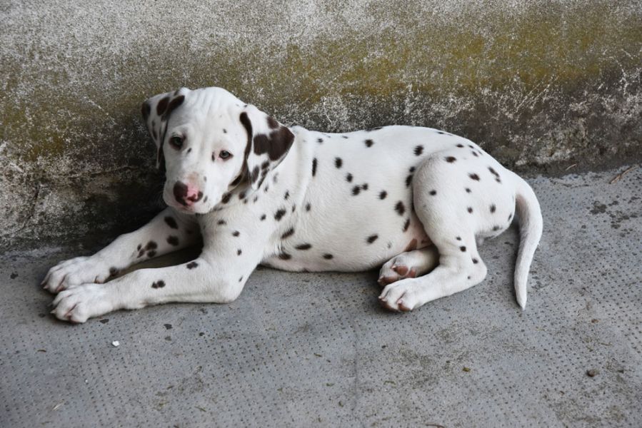  REGALO disponibile splendidi cuccioli di dalamta disponibile splendidi cuccioli di dalamta da me al