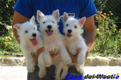 ECCELLENTE CUCCIOLATA WEST HIGHLAND WHITE TERRIER