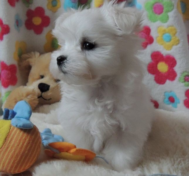 Molto bella e sani cuccioli di micro maltese per adozione maschi e femmine disponibili (gratis) 