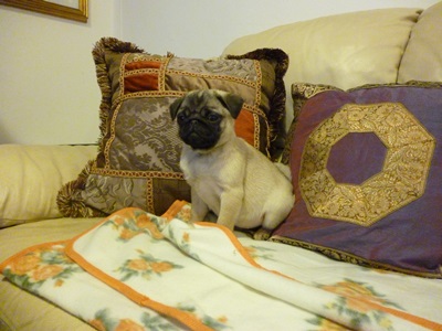 Carlini cuccioli vendo