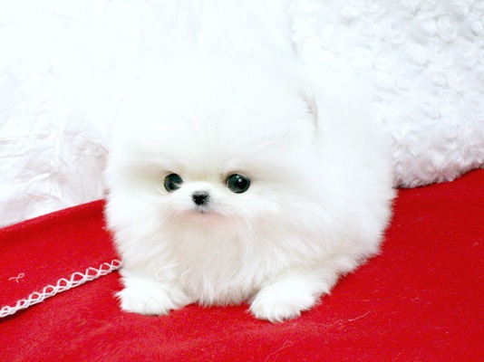 Volpino pomerania cuccioli regalo