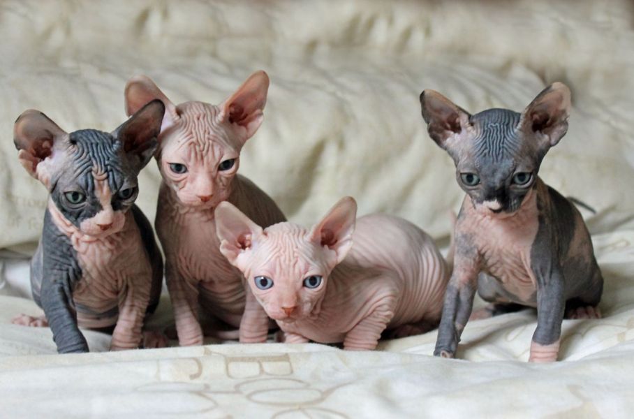 Adorabili gattini Sphynx
