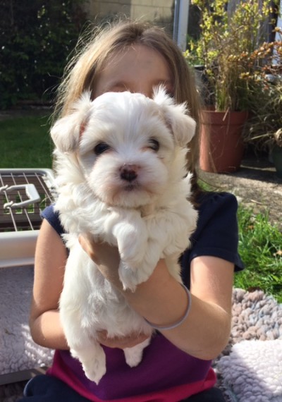 Regalo ALLEVAMENTO Havanese