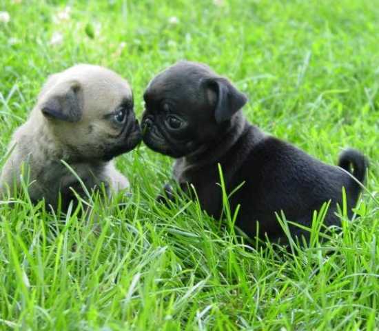  regalo cuccioli di carlino  disponibili per l'adozione
