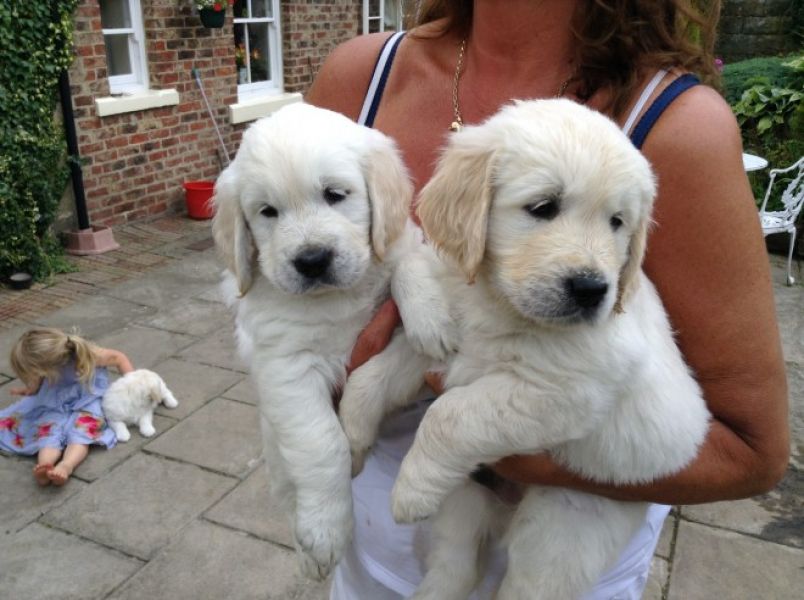Cuccioli Golden Retriever in Regalo 
