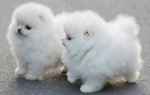 Bella due cuccioli di MALTESE REGALO))))