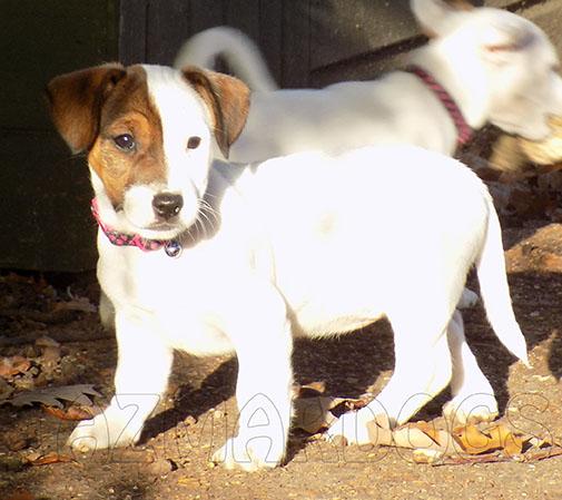Molto bella e sani  cuccioli di jack russel   per adozione maschi e femmine disponibili (gratis) 