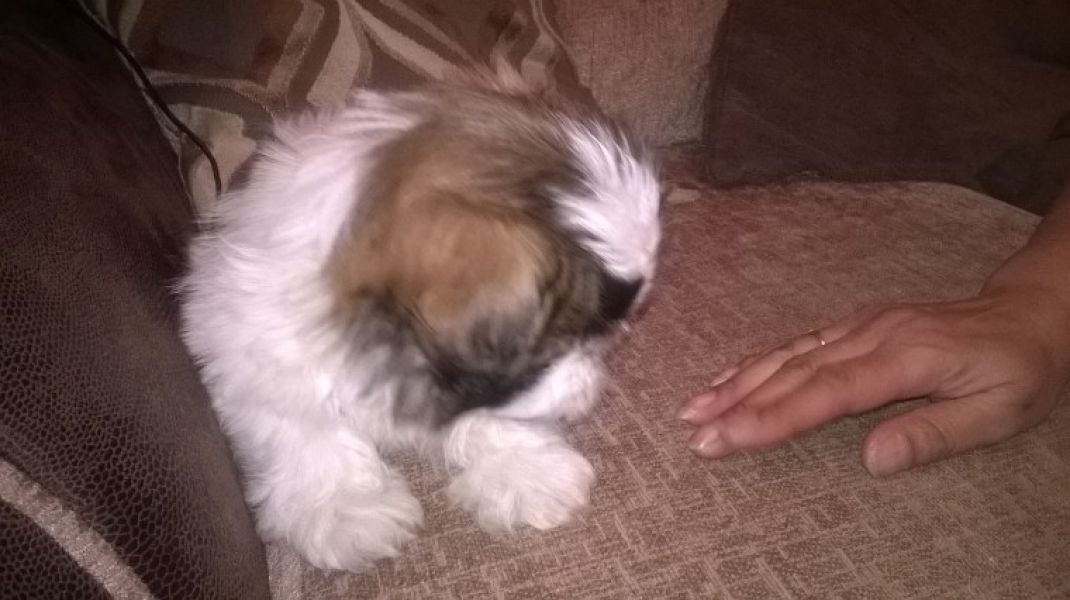 Regalo cuccioli di shitzu