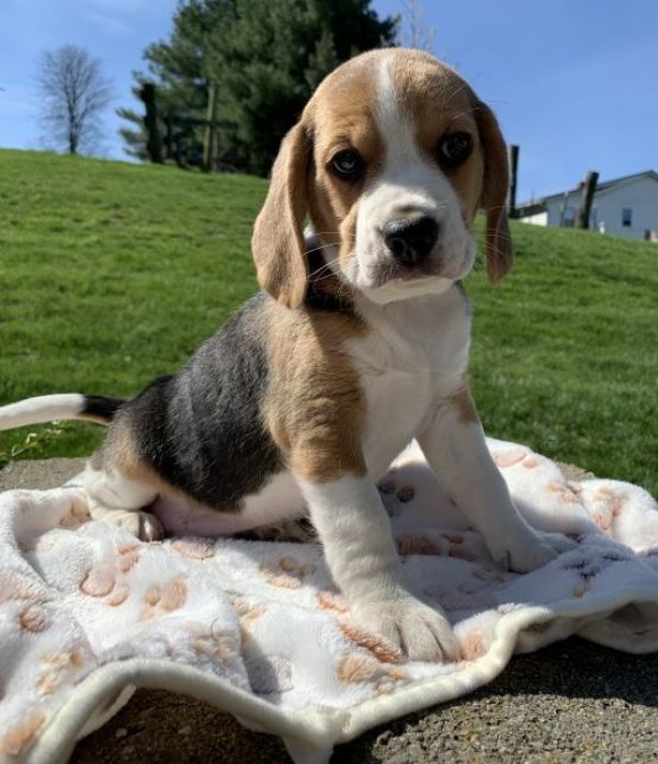 Regalo Beagle cuccioli introvabili cuccioli di Beagle intelligenti e dolcissimi attaccati al padrone
