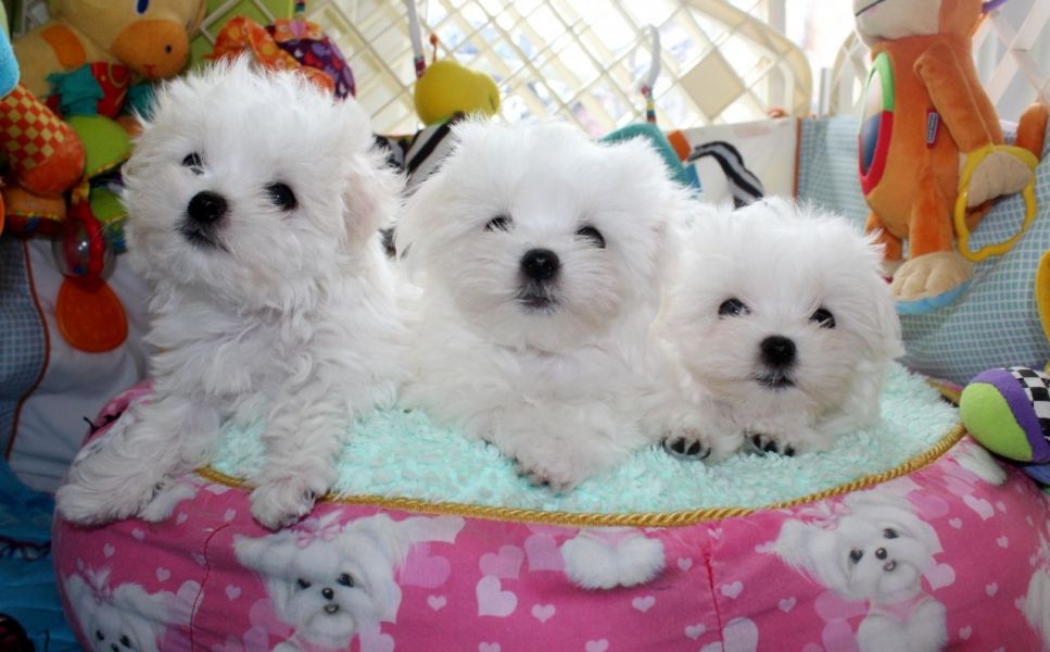  REGALO Dolci cuccioli Maltese per l'adozione abbiamo cuccioli Maltese molto felice e sorprendente. 