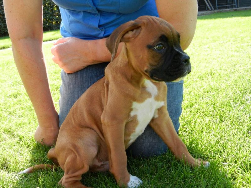 Molto bella e sani  cuccioli di Boxer per adozione maschi e femmine disponibili (gratis) 