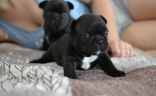 Molto bella e sani cuccioli di bulldog francese per adozione  