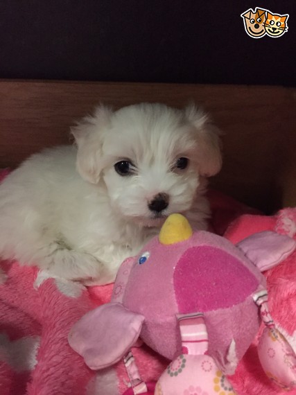 Regalo cuccioli di maltese per l'adozione disponibili