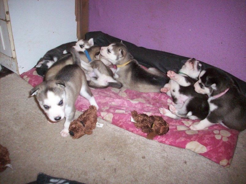Regalo cuccioli di Siberian Husky