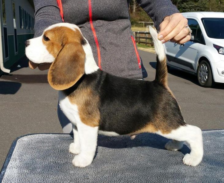 REGALO BELLO Basset Hound CUCCIOLI MASCHI E FEMMINE