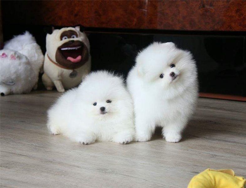 Offriamo ottimi cuccioli di Volpino di Pomerania 2 Maschietti e 1 Femminucce, 