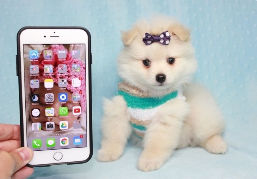 Regalo Cuccioli di volpino di pomerania Pomerania maschi e femmine, vaccinati sverminati e con micro