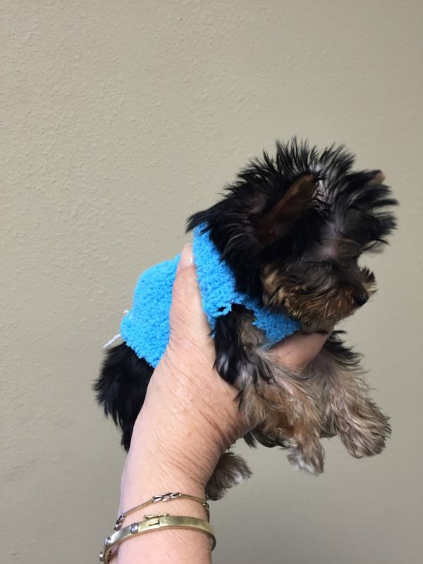  regalo cuccioli di yorkshire  disponibili per l'adozione