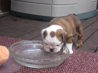  Affettuoso cuccioli Bulldog inglese per l'adozione.