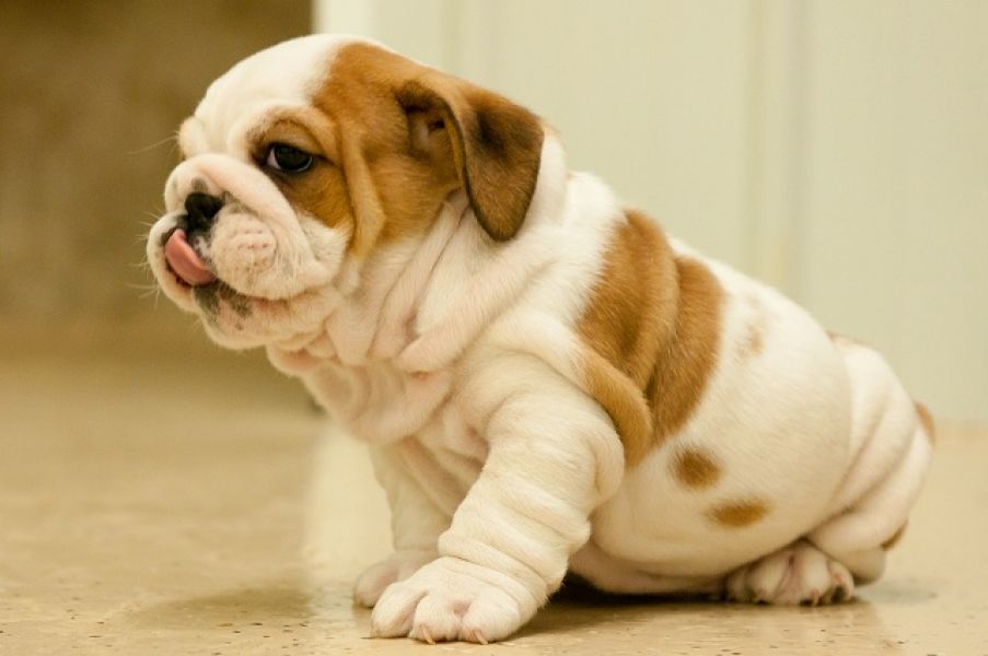  REGALO CUCCIOLI DI BULLDOG INGLESE  Bulldog Inglese cuccioli, disponibili 1 Maschio e 1 Femmina, al