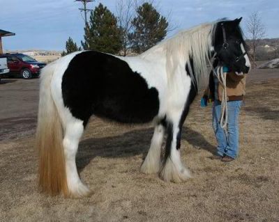 ''Cavallo stallone frisone''