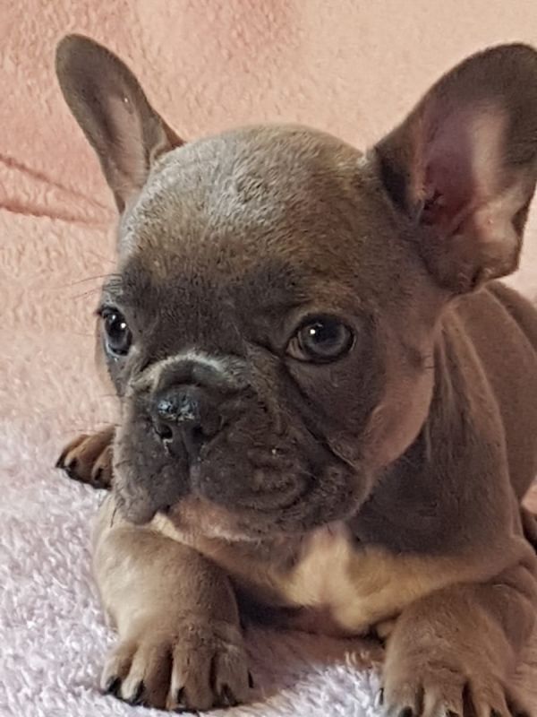  Maschio e femmina adorabile bulldog francese  cuccioli disponibili per l'adozione