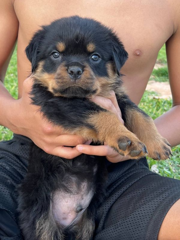 Regalo Cuccioli di Rottweiler 