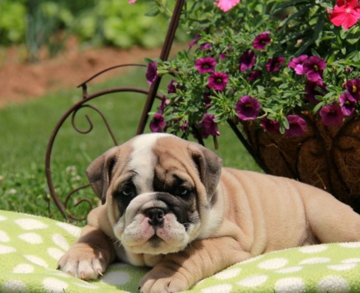  regalo cuccioli di bulldog inglese disponibili per l'adozione