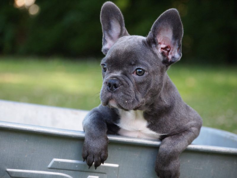 Molto bella e sani cuccioli di bulldog francese per adozione  