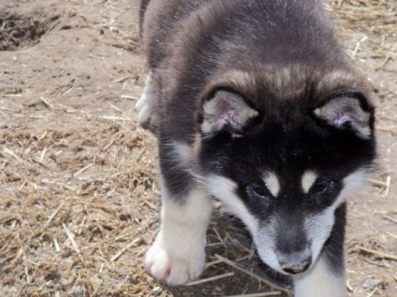 Regalo cuccioli di Siberian Husky