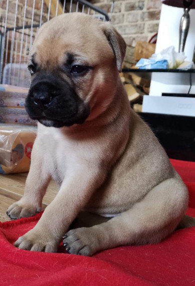 Regalo bull mastiff maschio e femmina 3 mesi e mezzo, non sterilizzata , molto buona abituata a star
