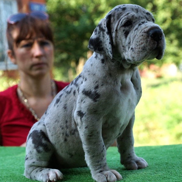 Regalo Cucciolo di Alano in pronta consegna i cuccioli verranno Dato dopo 90 giorni dalla nascita, p