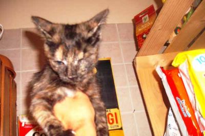 Luce gattina ad Agrigento cerca casa