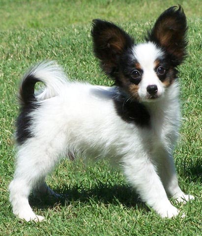 Adorabili cuccioli di papillon femminucce e maschietti disponibili per l'adozione