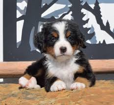 Superba Bernese Maschio e femmina 