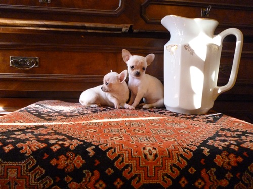Chihuahua stupendi cuccioli vendo