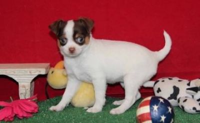 CUCCIOLI DI CHIHUAHUA CON PEDIGREE