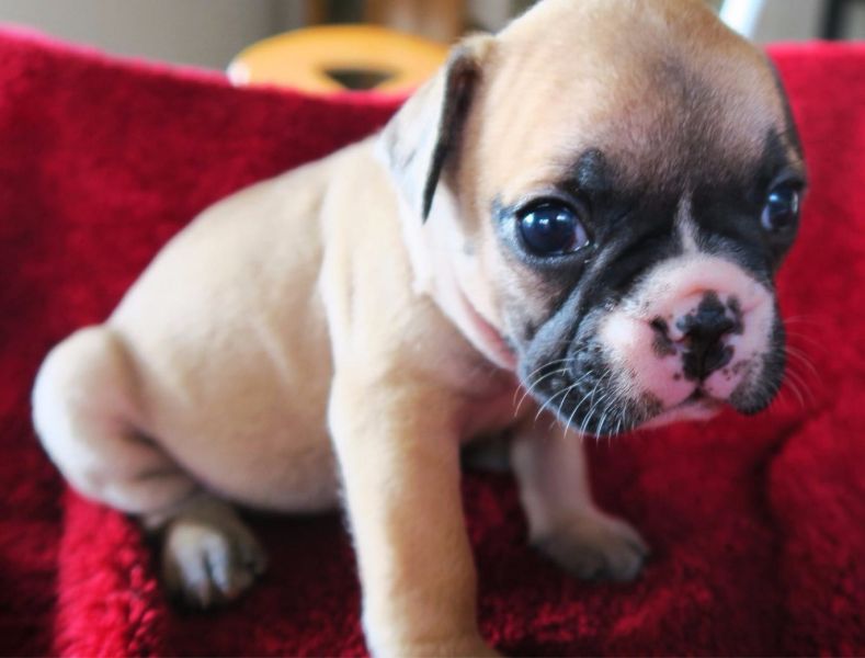 Maschio e femmina adorabile bulldog francese  cuccioli disponibili per l'adozione