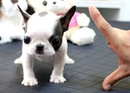 Meravigliosi Cuccioli di Bulldog Francese
